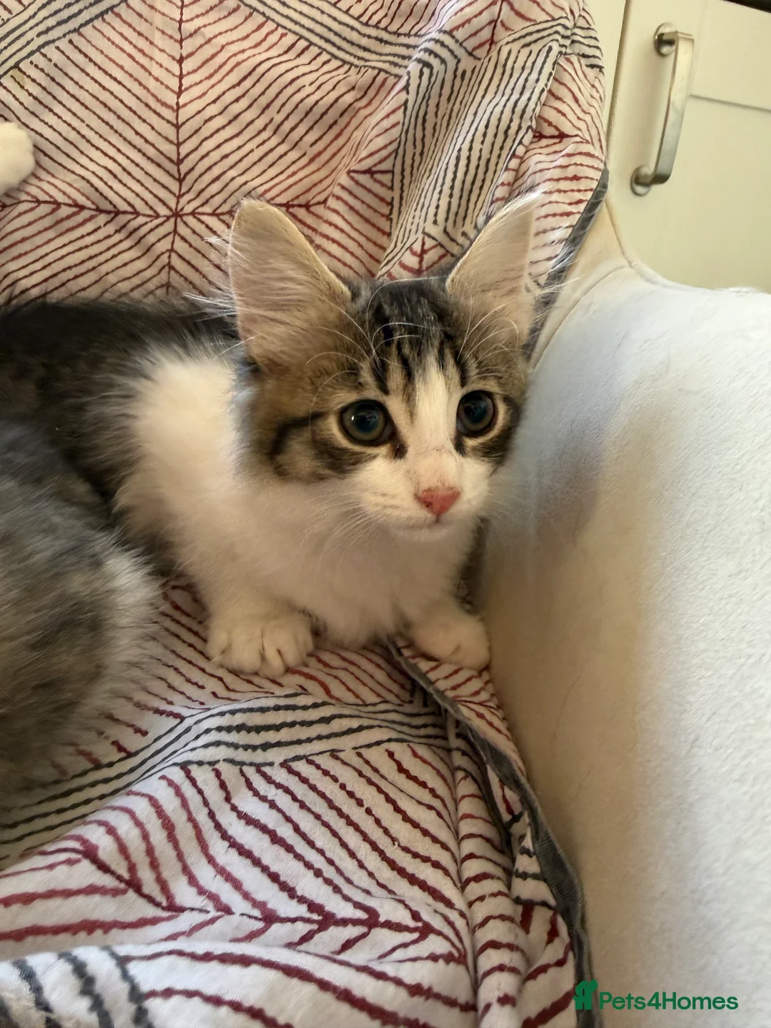Mixed Breed cats for sale: 🔥Last Girl 💥mixed breed babies - Advert 10