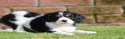 Cavachon dogs for sale: Beautiful Cavachon puppies for sale - Advert 35