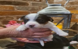 Jack Russell dogs for sale: Lovely Jack russell puppies. - Image 10