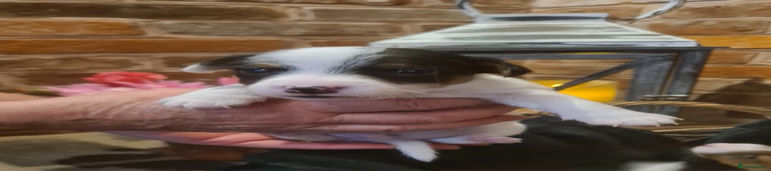 Jack Russell Puppy 4