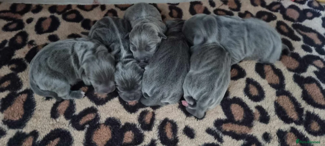 Staffordshire Bull Terrier dogs for stud: KENZDUO TAGLIATELLE -VINNY UP FOR STUD  in Abingdon - Advert 8