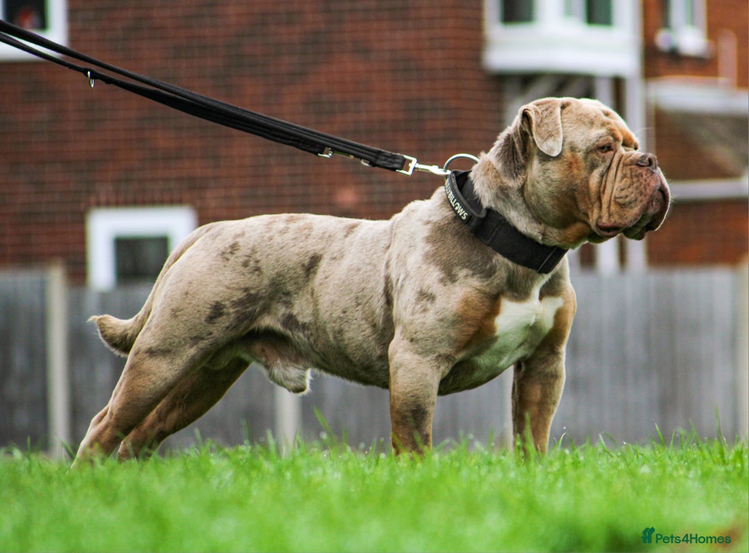 Olde English Bulldogge dogs for stud: ❄️ICEMAN❄️ in Nottingham - Advert 6