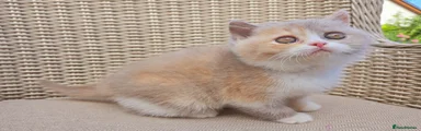 British Shorthair 1