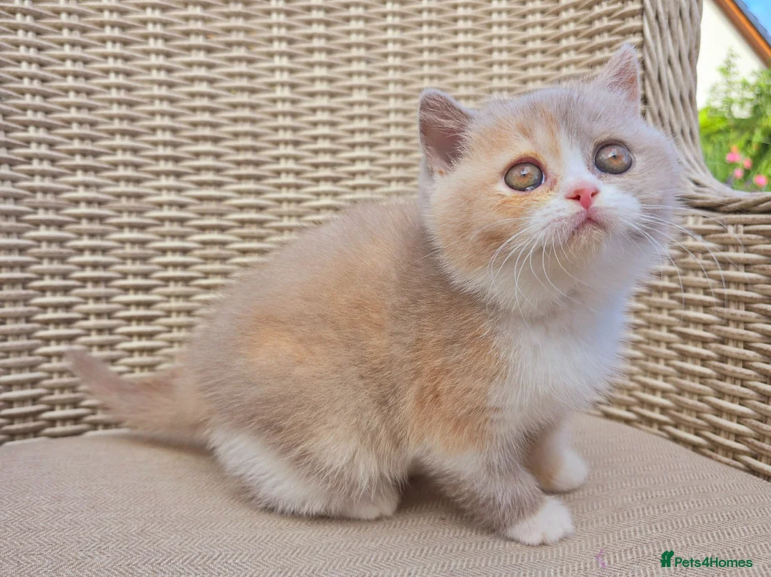 British Shorthair cats for sale: Stunning British Shorthair Kittens  - Advert 2