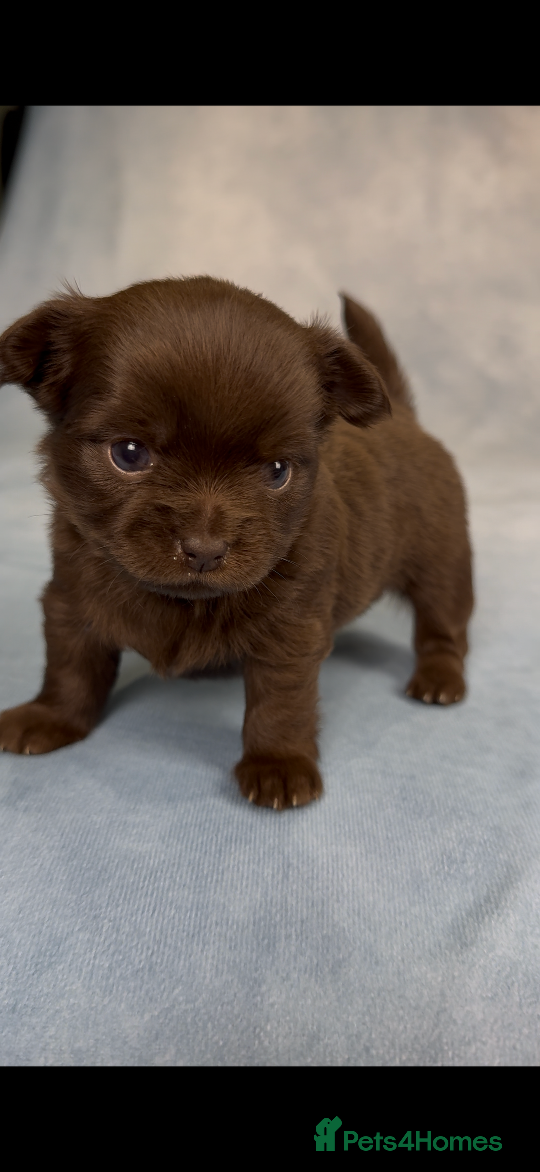 Chihuahua dogs for sale: Chihuahua puppies available on  ** s  - Advert 3