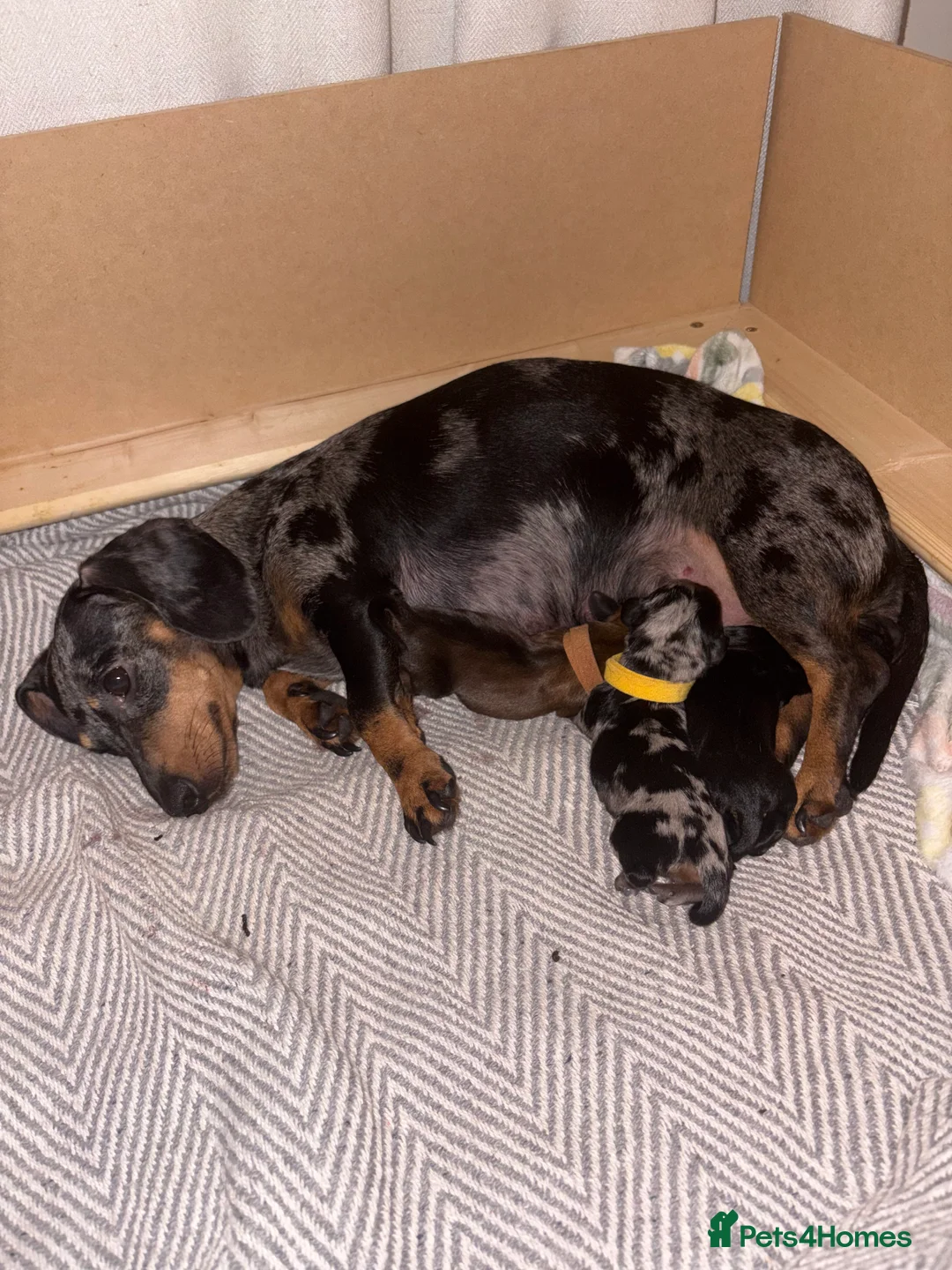 Miniature Dachshund dogs for sale: Three beautiful miniature Dachshund girls  in Hull - Advert 2