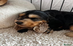 Cocker Spaniel dogs for sale: 🐾 Adorable Cocker Spaniel Puppies for Sale! 🐾  - Image 22