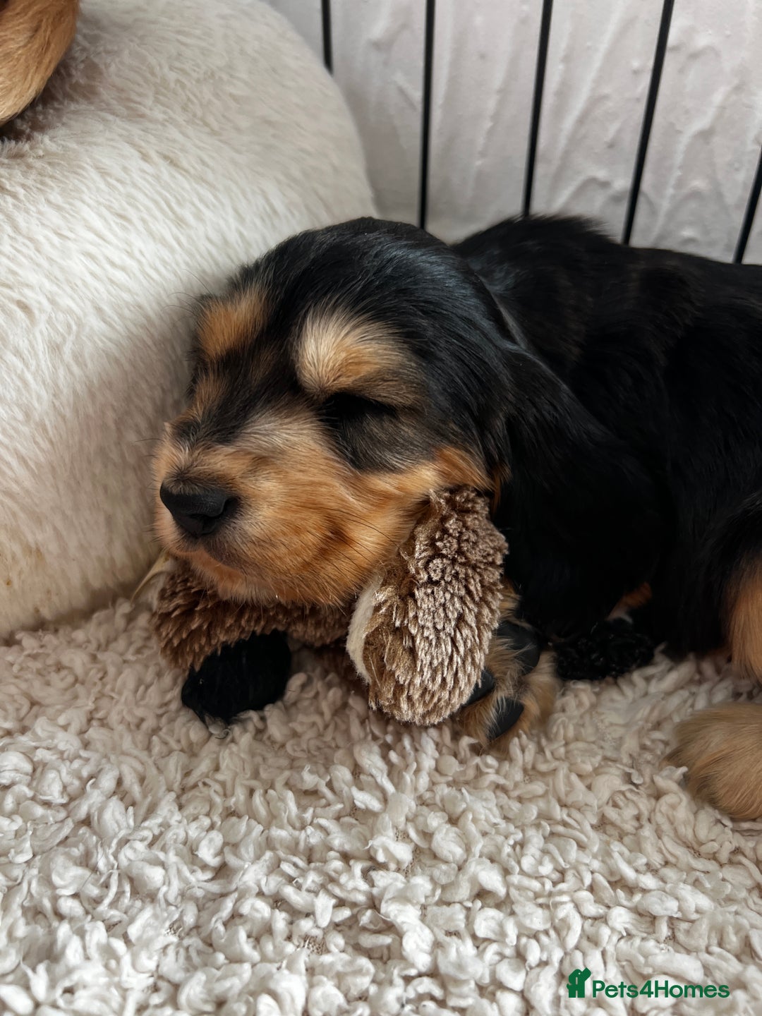 Cocker Spaniel dogs for sale: 🐾 Adorable Cocker Spaniel Puppies for Sale! 🐾  - Image 22
