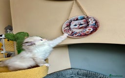 Ragdoll cats for sale: Stunning Ragdoll kitten SHOW/BREEDING -GCCF   - Image 34