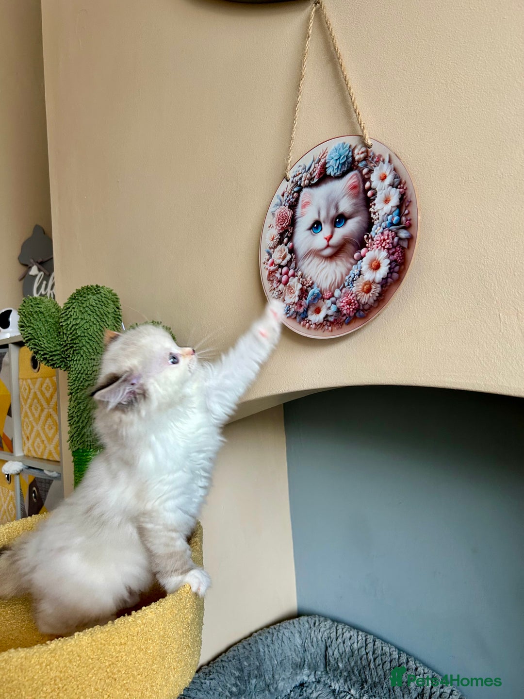 Ragdoll cats for sale: Stunning Ragdoll kitten SHOW/BREEDING -GCCF   - Image 34