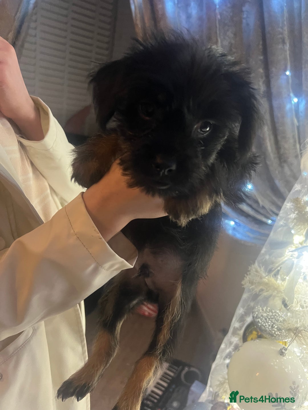 Mixed Breed dogs for sale: Jackapoo frenchy - Advert 15