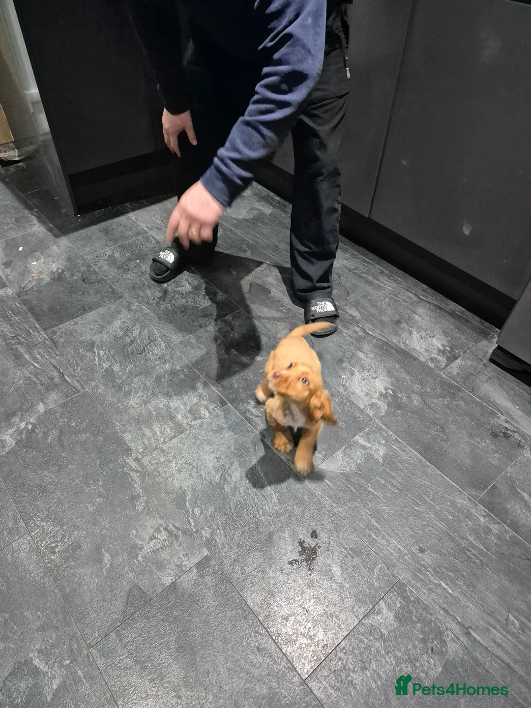 Cocker Spaniel dogs for sale: Golden COCKER SPANIEL PUPPY  - Advert 4