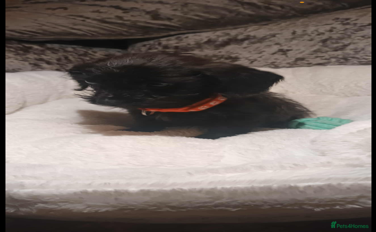 Mixed Breed dogs - Advert 4