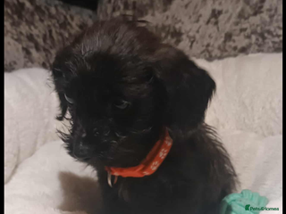 Mixed Breed dogs - Advert 27