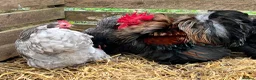 Chickens poultry for sale: Pekin bantam hatching eggs, chicks, growers, hens - Advert 7