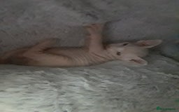 Sphynx cats for sale: Shuga Candi - Image 12