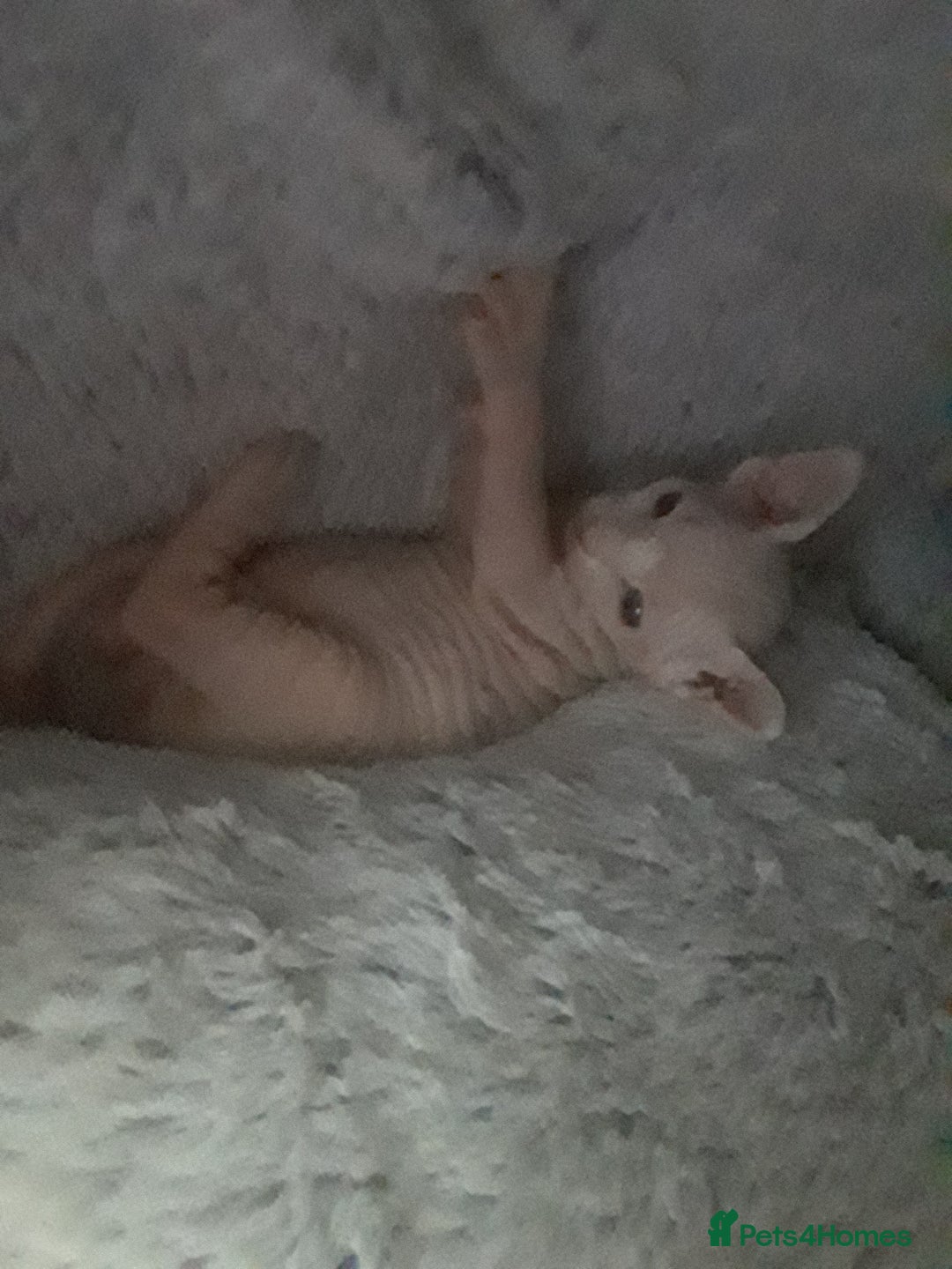 Sphynx cats for sale: Shuga Candi - Image 12