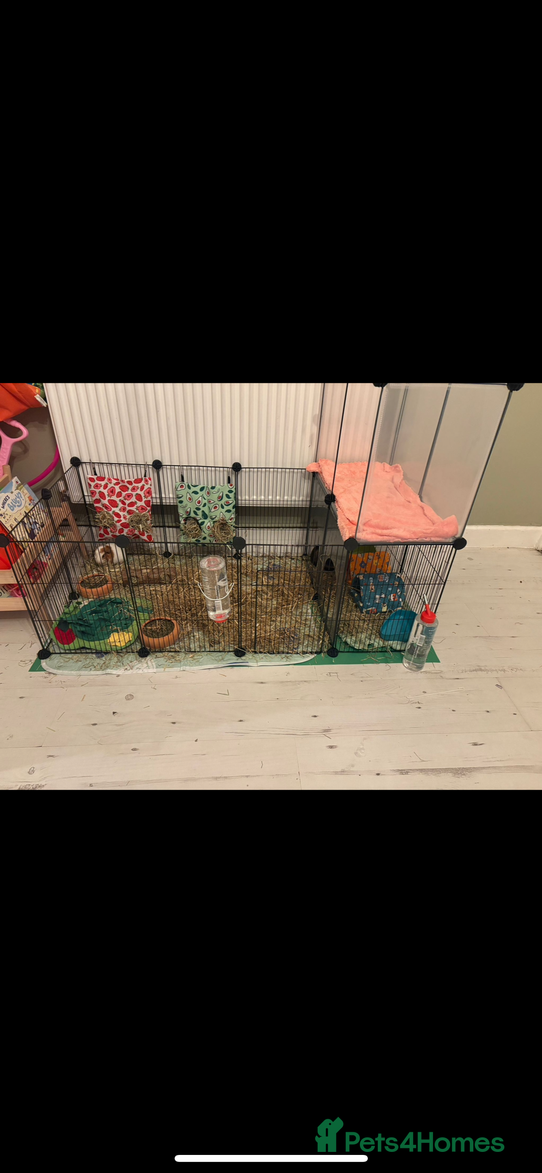 Guinea Pig rodents for sale: 2 x Male Guinea Pigs - Image 5