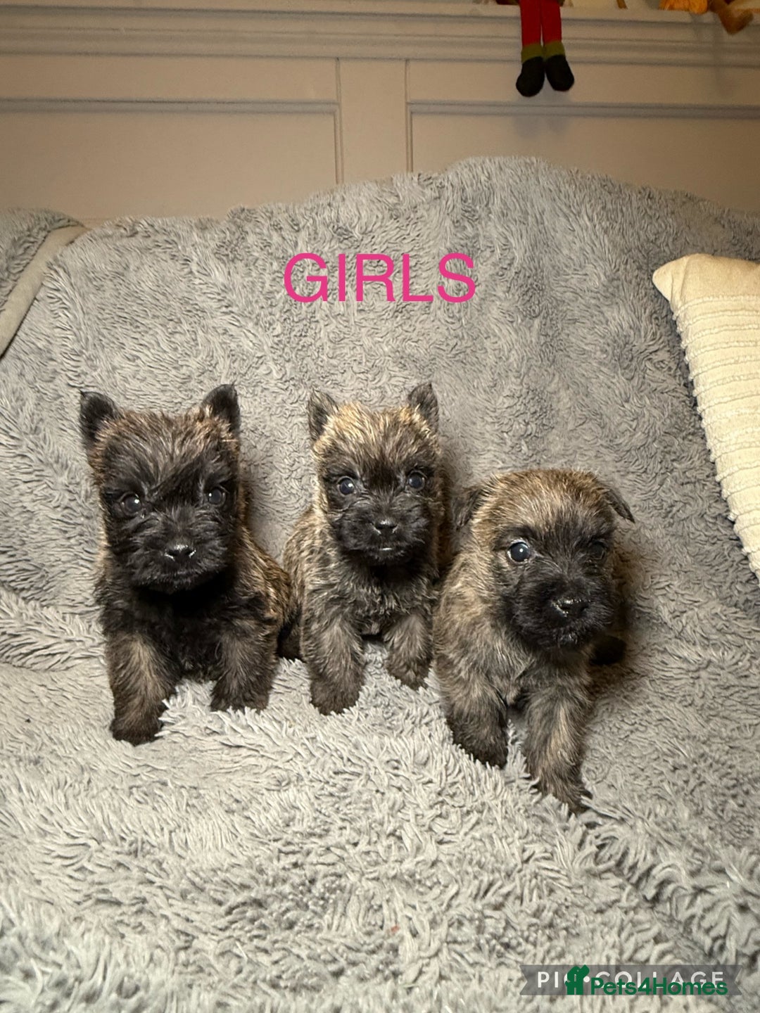 Cairn Terrier dogs for sale: STUNNING cairn terrier babies 🐾 - Advert 2