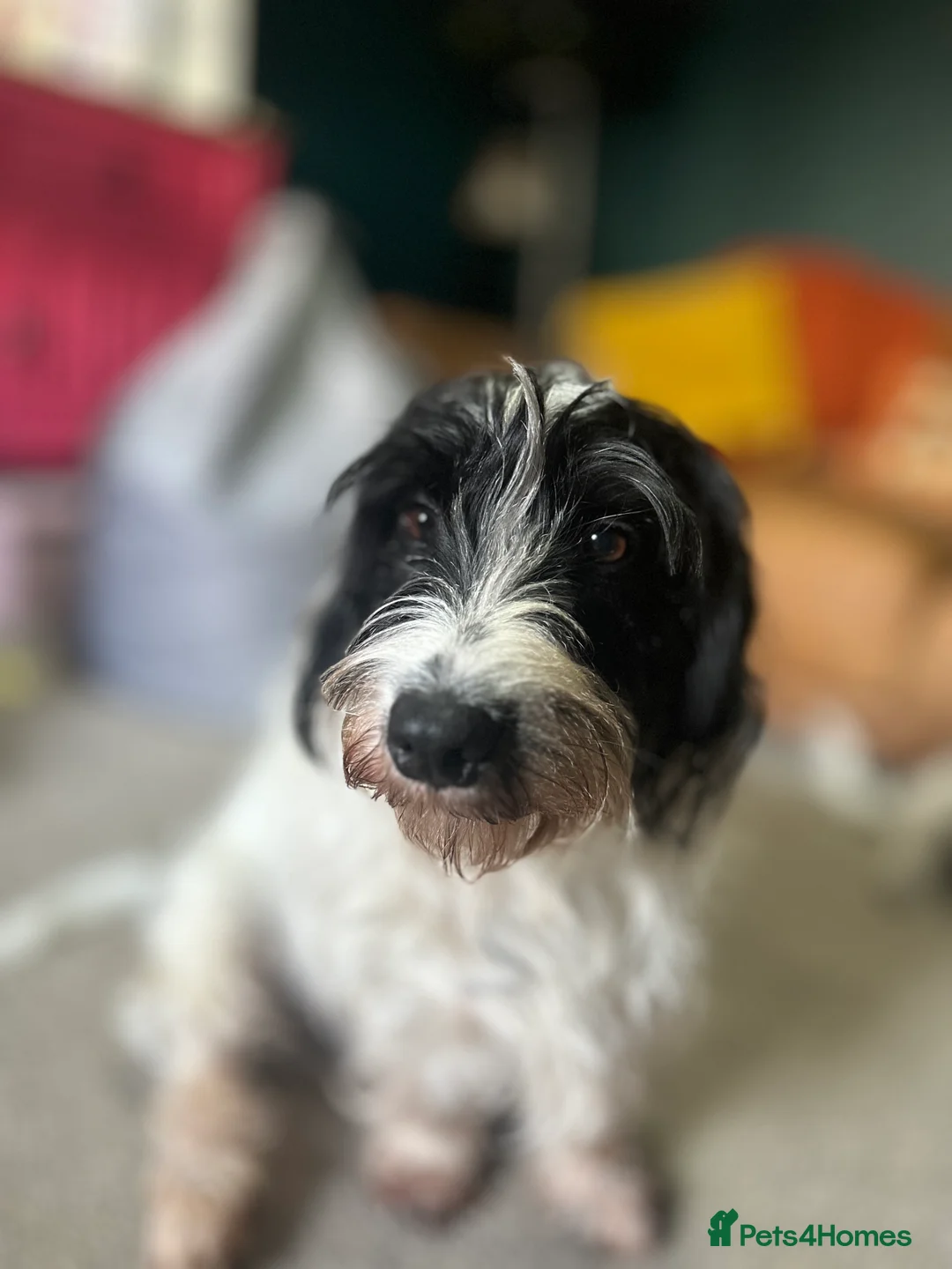 Mixed Breed dogs for sale: Percy  - Advert 4