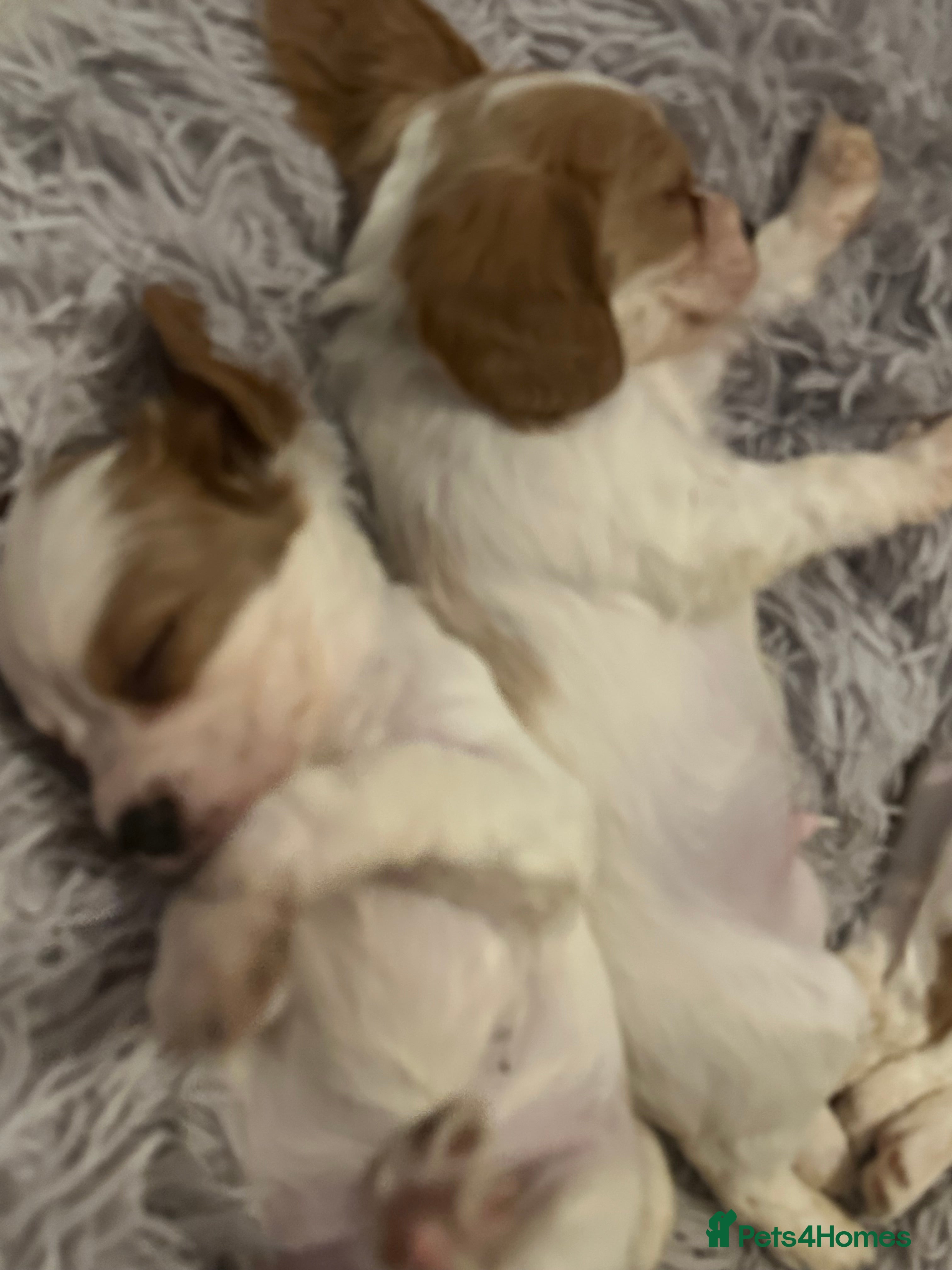 Cockalier dogs Cockalier puppies  - Advert 10