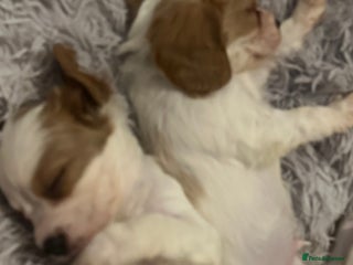 Cockalier dogs Cockalier puppies - Advert 10