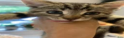 Bengal cats for sale: One little female Bengal x - Advert 11