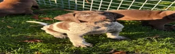 German Shorthaired Pointer dogs for sale: German Shorthaired Pointer puppies  - Advert 21