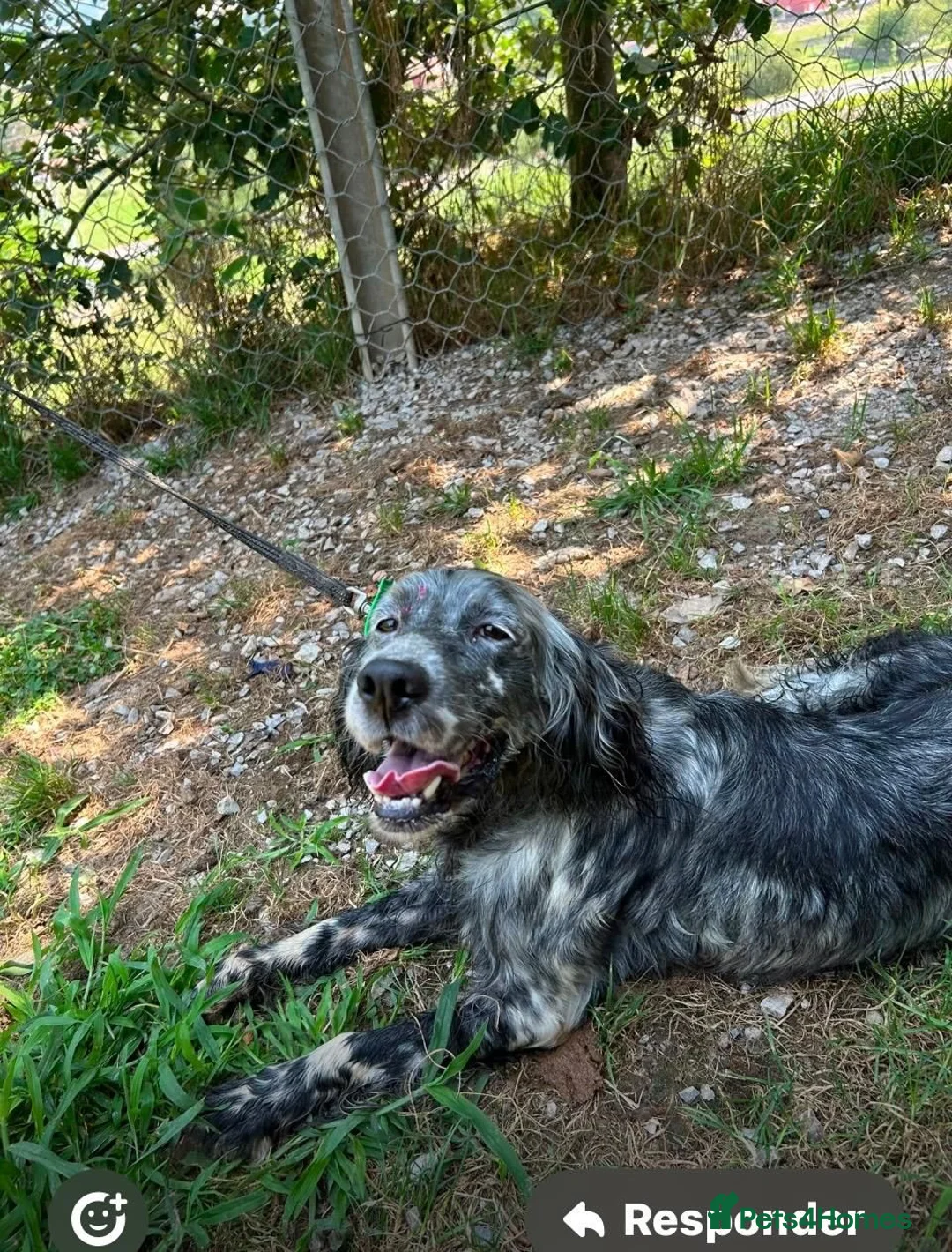 English Setter dogs for adoption: Laya  in Alfreton - Advert 2