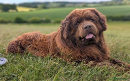 Newfoundland dogs for stud: Brown newfoundland stud  in Alcester - Image 39