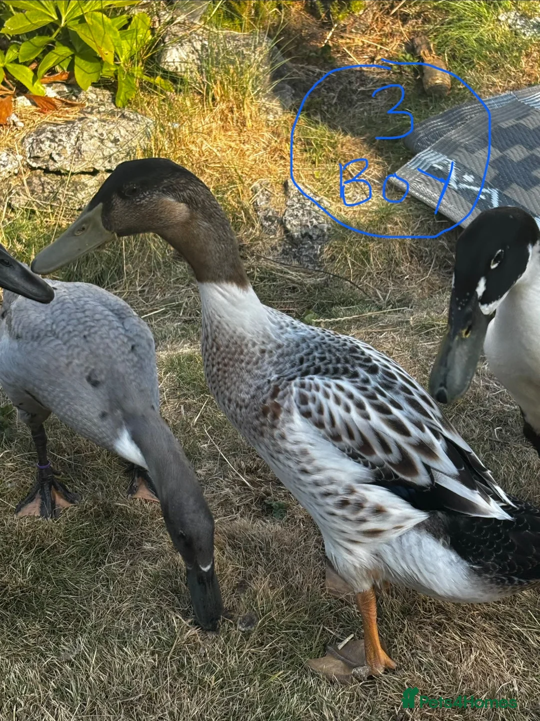Ducks poultry for sale: Indian Runner & Welsh harlequin drakes  - Advert 2