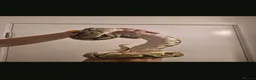 Python Snake reptiles for sale: 3 python snakes free to a good home - Advert 3