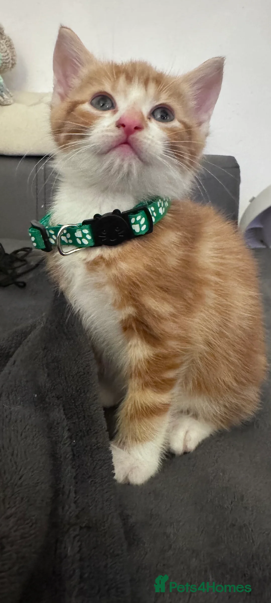 Mixed Breed cats for sale: Beautiful kittens looking for new home ❤️ - Advert 17