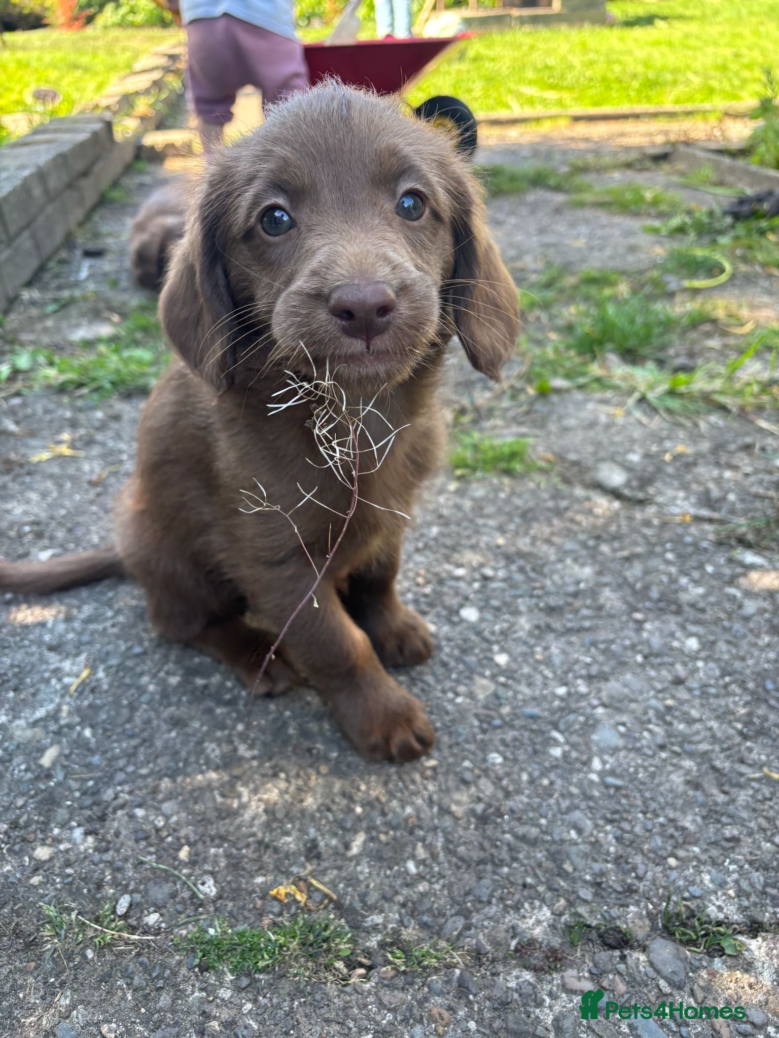 Labradoodle dogs Adorable miniature labradoodles READY NOW - Advert 1