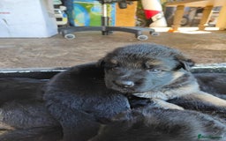 German Shepherd dogs for sale: GSD German shepherd puppies for sale  - Image 10