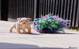 American Bully dogs for sale: REAL QUALITY BULLYS  - Image 5