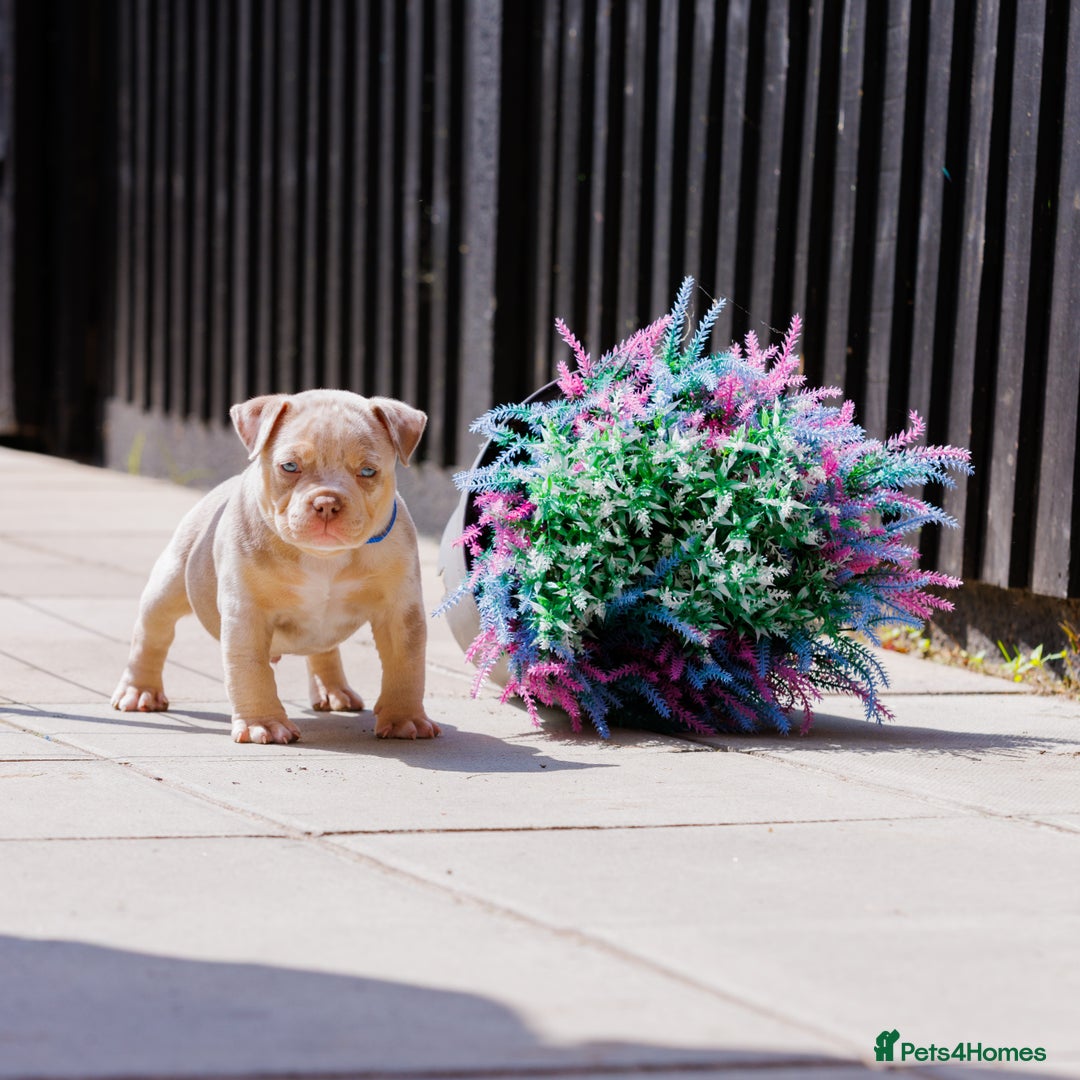 American Bully dogs for sale: REAL QUALITY BULLYS  - Image 5
