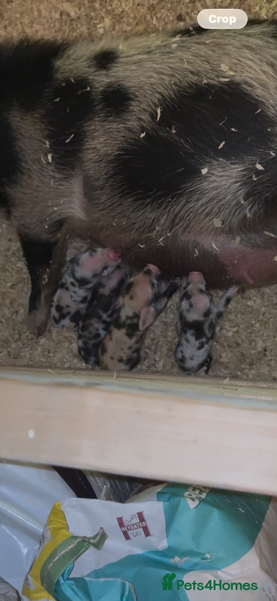 Pig livestock for sale: Juliana piglets for sale in Bedworth - Advert 5