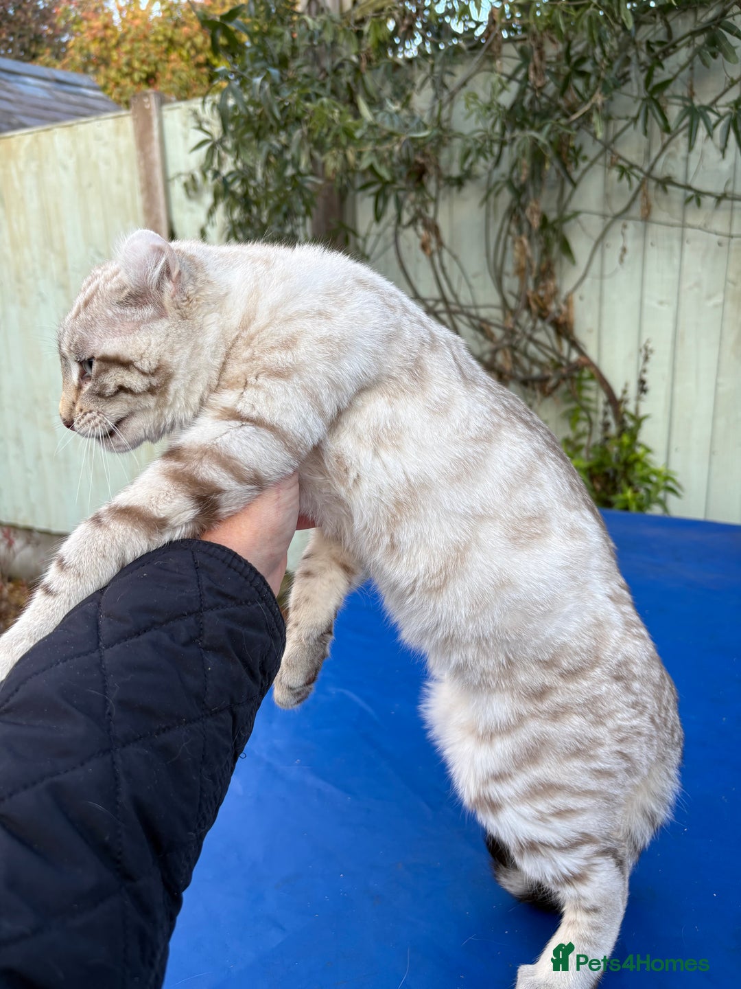 Savannah cats for sale: Superb snow leopard male  - Advert 3