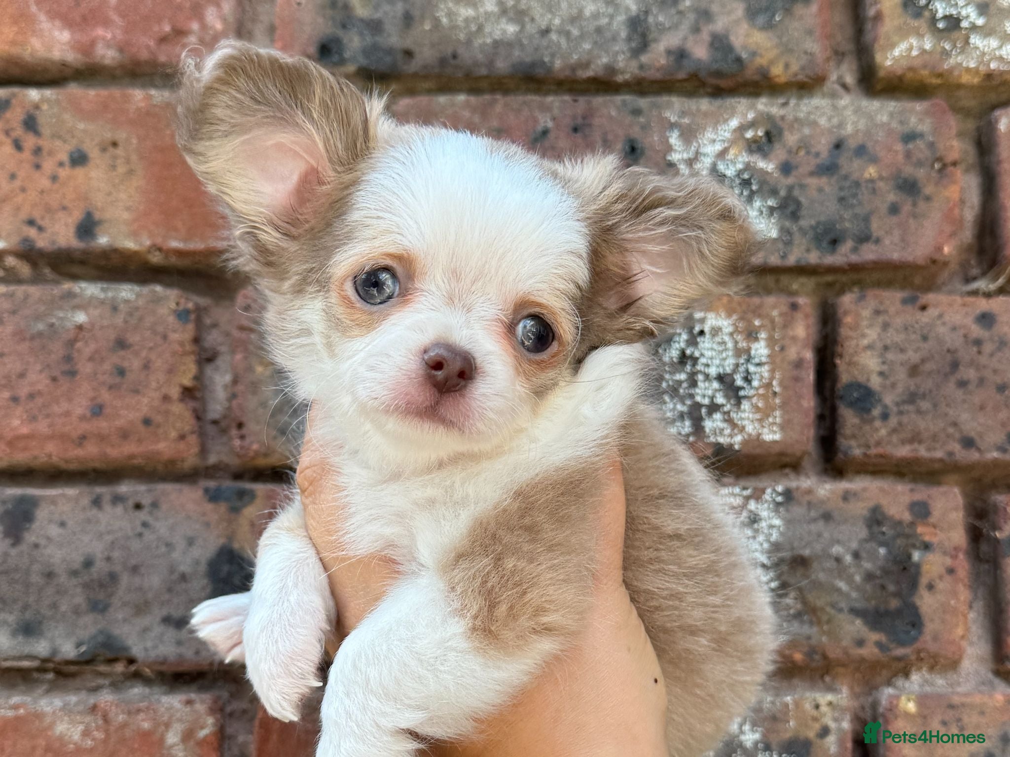 Chihuahua dogs 🐾🩶 UPDATED PHOTOS - READY TO LEAVE LAST TINY BOY - Advert 1