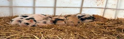 Pig livestock for sale: 1 x kunekune x boar and 3 kunekune x male piglets in Abergavenny - Advert 5