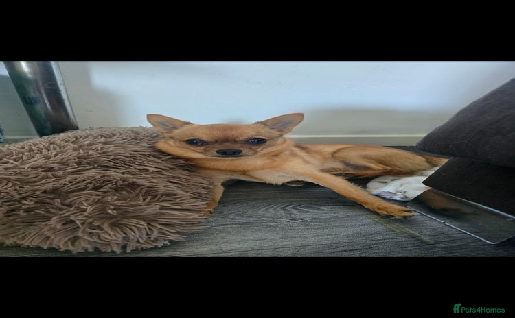 Mixed Breed dogs - Advert 5