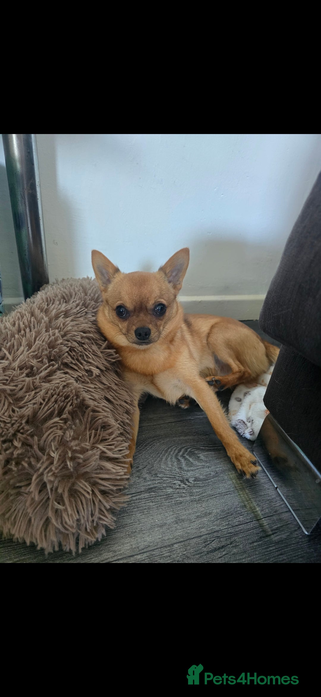 Mixed Breed dogs for sale: Rehome arlo - Image 1