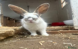 Mixed Breed rabbits for sale: Baby Rabbits  - Image 19