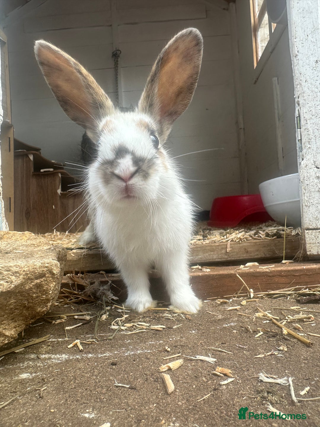 Mixed Breed rabbits for sale: Baby Rabbits  - Image 19