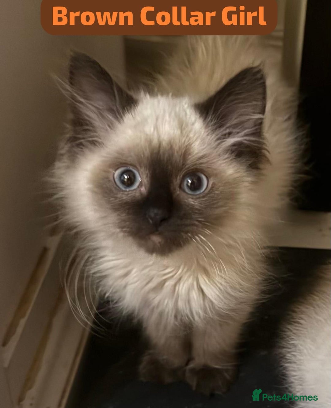 Ragdoll cats for sale: Gorgeous Championship Line Ragdoll kittens. - Advert 6