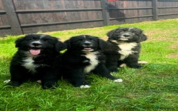 Mixed Breed dogs for sale: Labernese x Bernese mountain dog puppies READY NOW - Image 11
