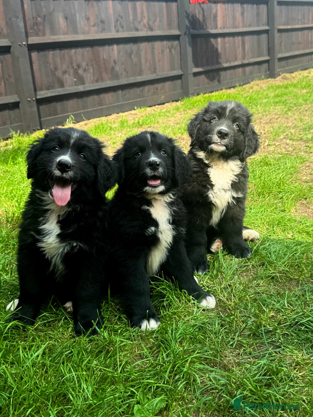 Mixed Breed dogs for sale: Labernese x Bernese mountain dog puppies READY NOW - Image 11