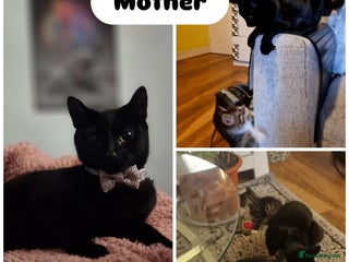 Mixed Breed cats - Advert 2