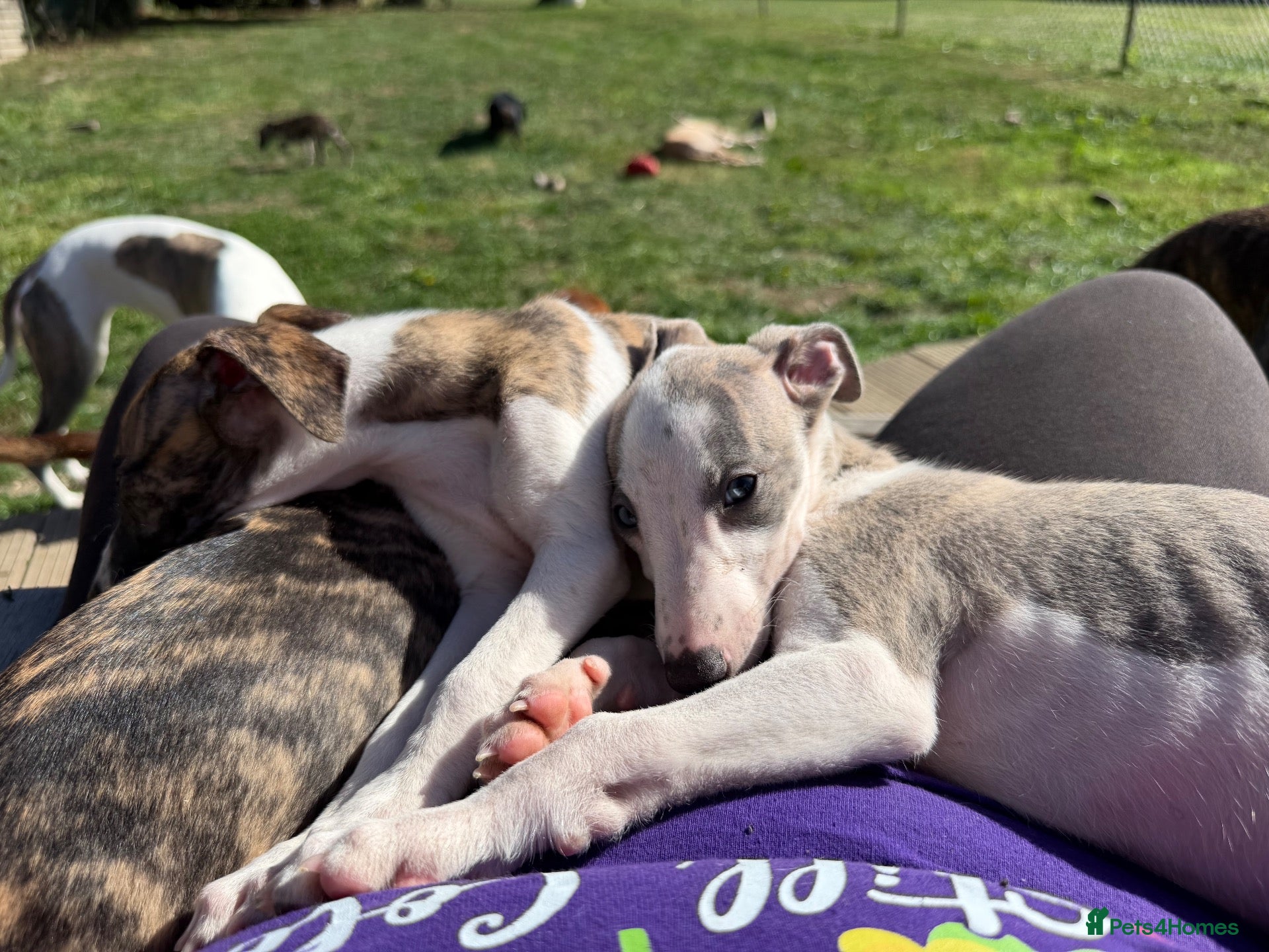 Whippet dogs Kennel Club Registered Whippet Pups Available  - Advert 1